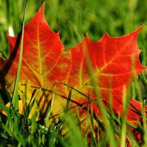 Листья и ветки клена